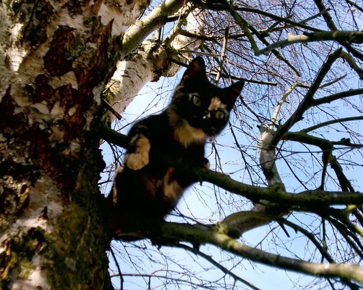 Huskat Bianca II billede 5