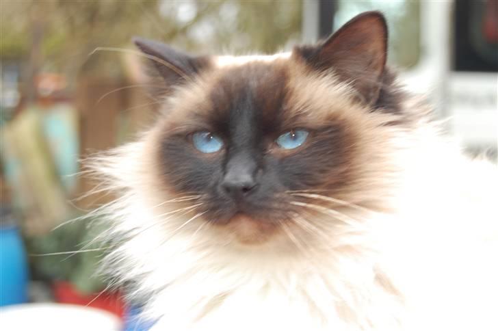 Ragdoll Wilhemina FD LO 139758  billede 19