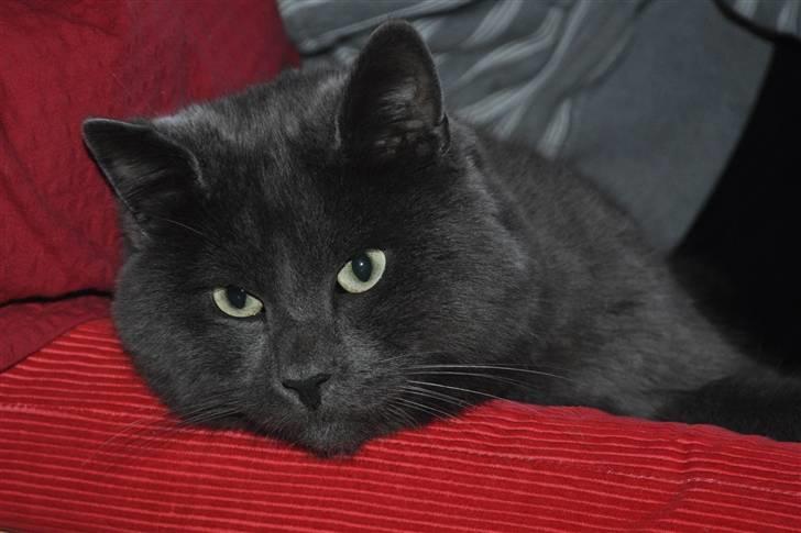 Huskat Isak billede 11