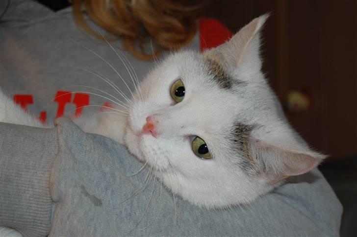 Huskat Isolde billede 12