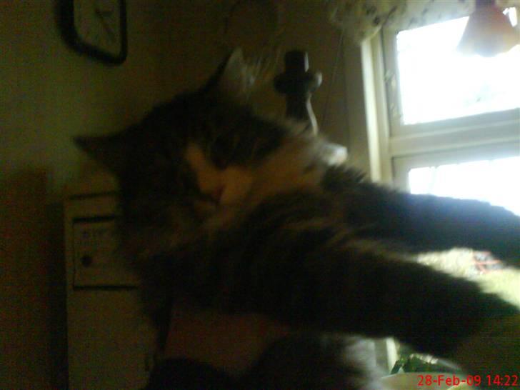 Norsk Skovkat Nicklas billede 1