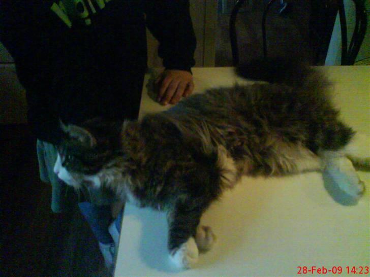 Norsk Skovkat Nicklas billede 2