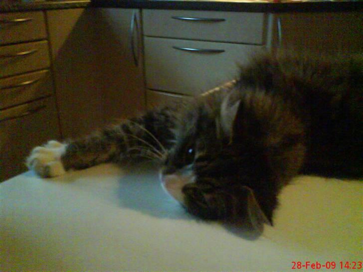 Norsk Skovkat Nicklas billede 3