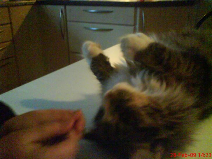 Norsk Skovkat Nicklas billede 4