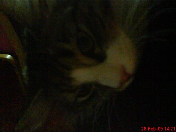 Norsk Skovkat Nicklas billede 5