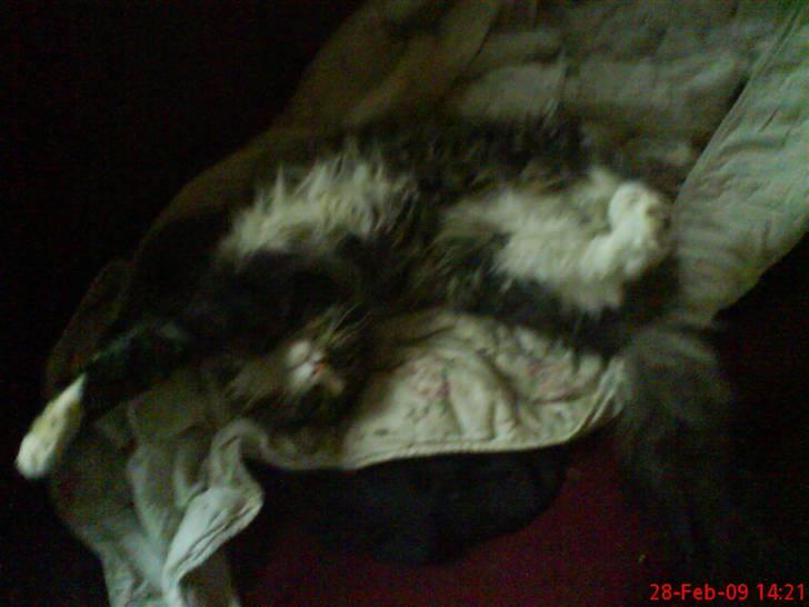 Norsk Skovkat Nicklas billede 6