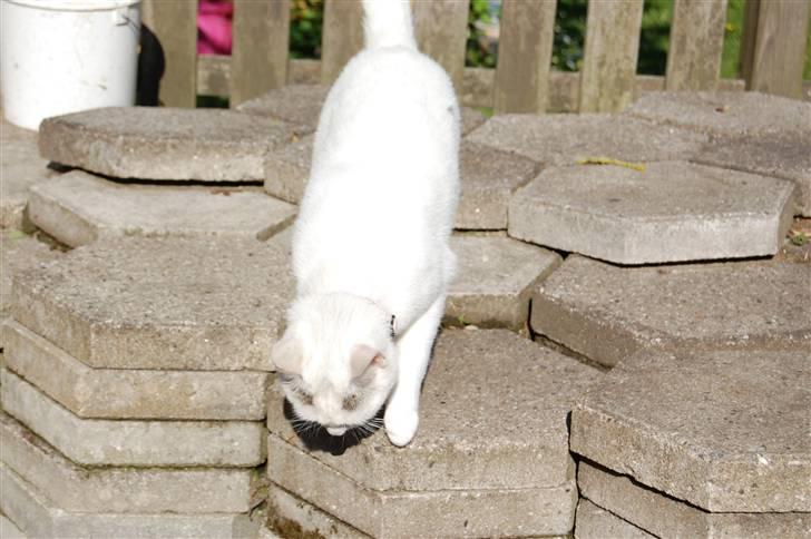 Huskat Isolde billede 14