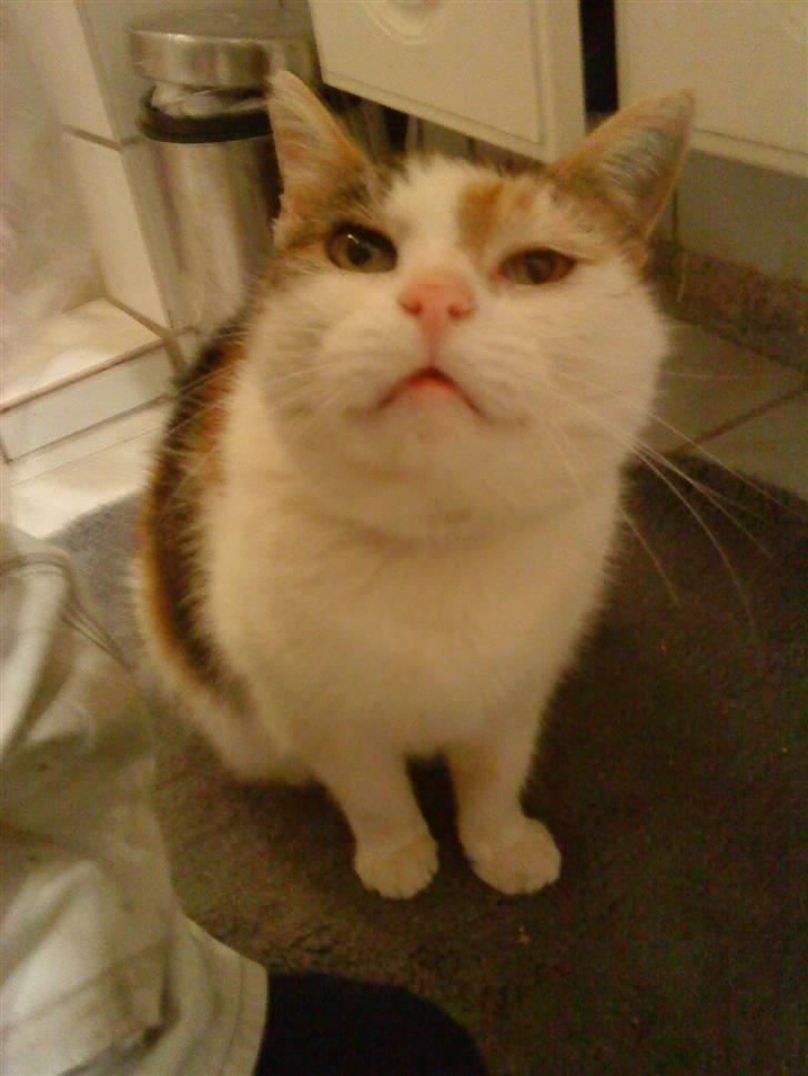 Huskat Kingki    R.I.P. billede 7