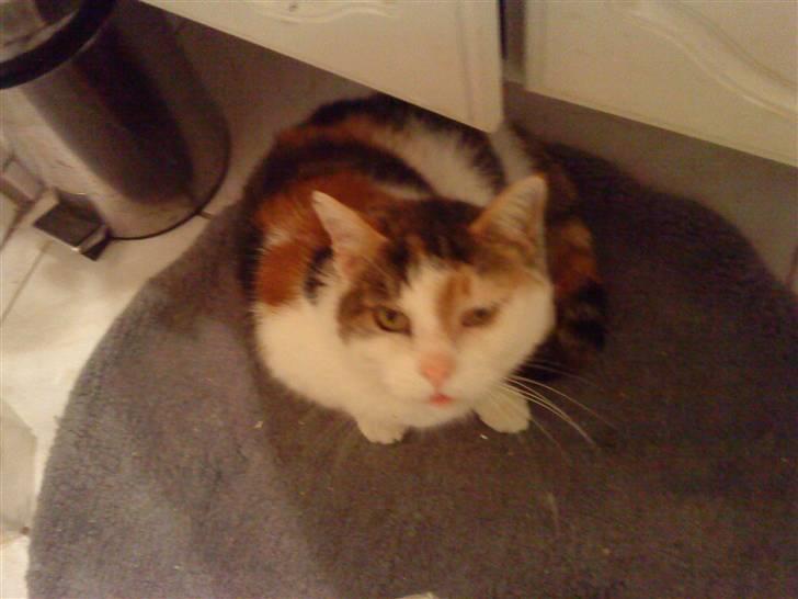 Huskat Kingki    R.I.P. billede 8