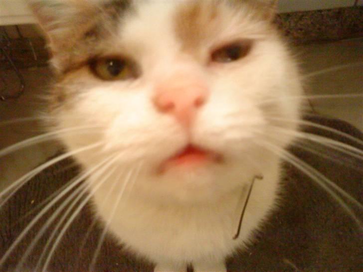 Huskat Kingki    R.I.P. billede 9