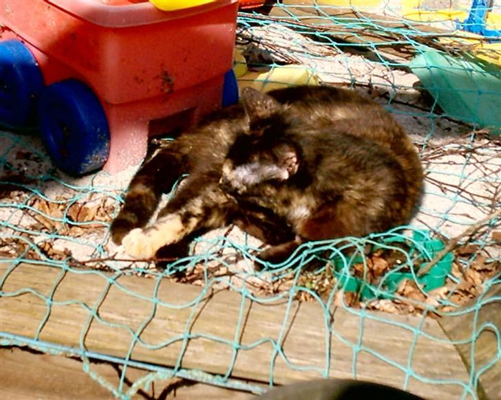 Huskat Bianca II billede 6