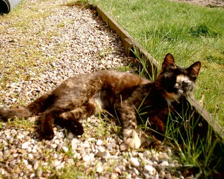 Huskat Bianca II billede 7