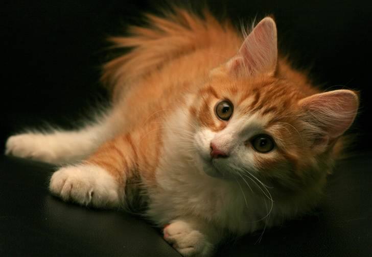 Norsk Skovkat Baltazar billede 8