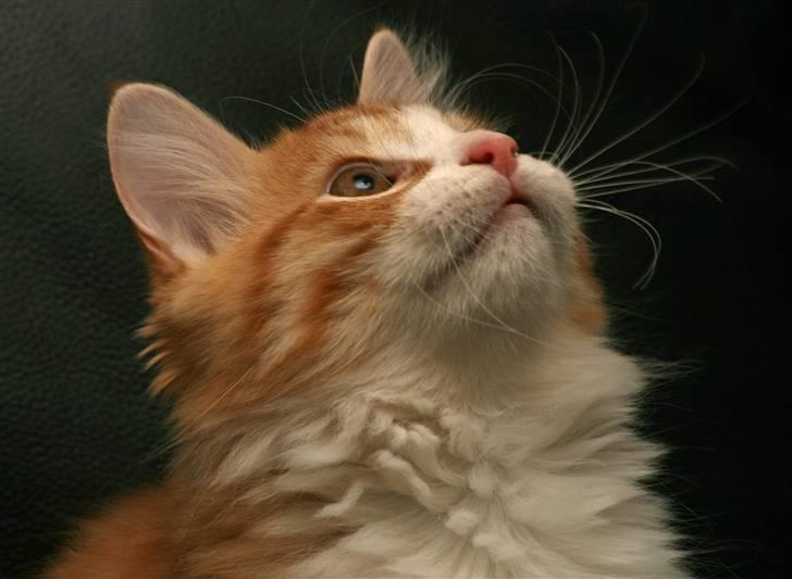 Norsk Skovkat Baltazar billede 9