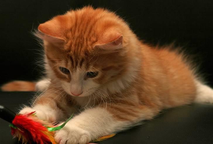 Norsk Skovkat Baltazar billede 10