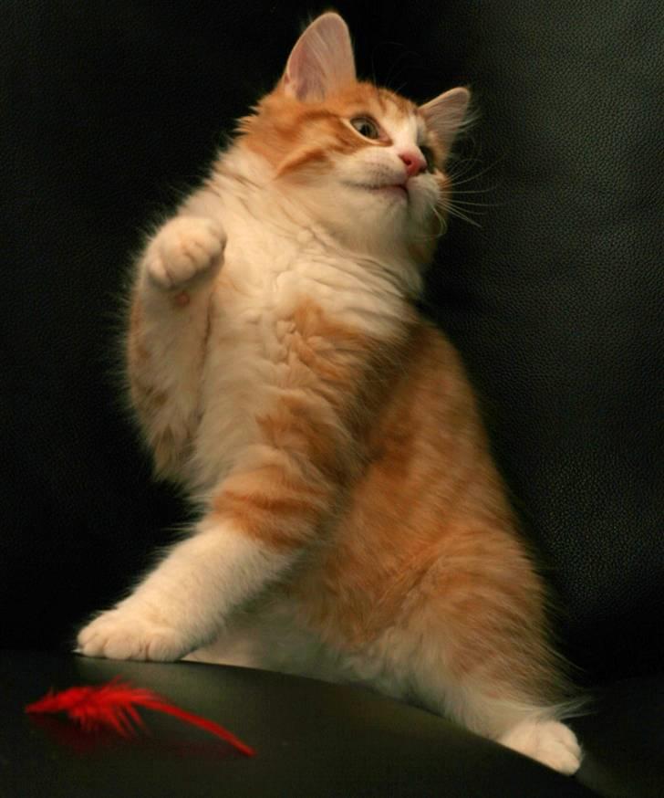 Norsk Skovkat Baltazar billede 11