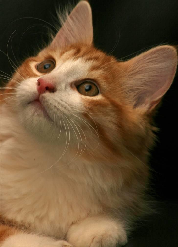 Norsk Skovkat Baltazar billede 12