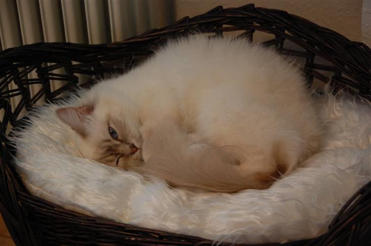 Hellig Birma Von Frey's Queenie - Jeps, jeg er meget glad for min nye seng ;) Her ligger man dejligt og blødt billede 4