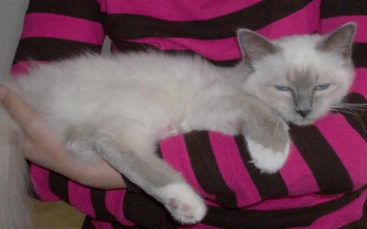 Hellig Birma BeautyQueen (aka Molly) - Træt lille mis billede 11