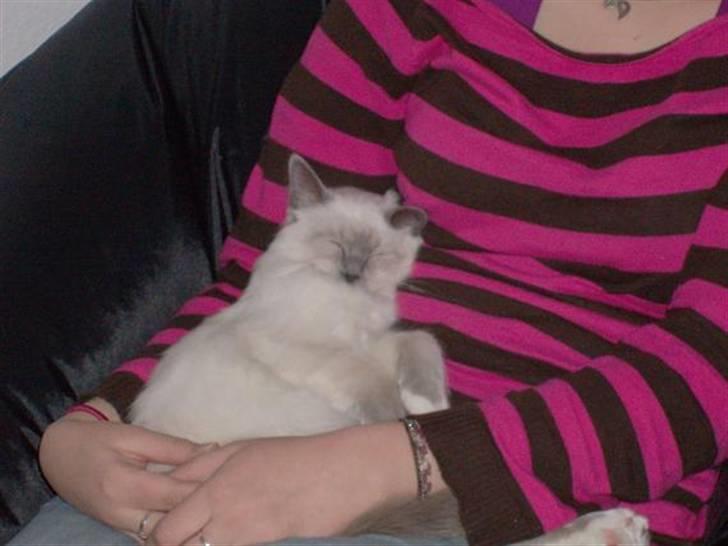 Hellig Birma BeautyQueen (aka Molly) billede 12