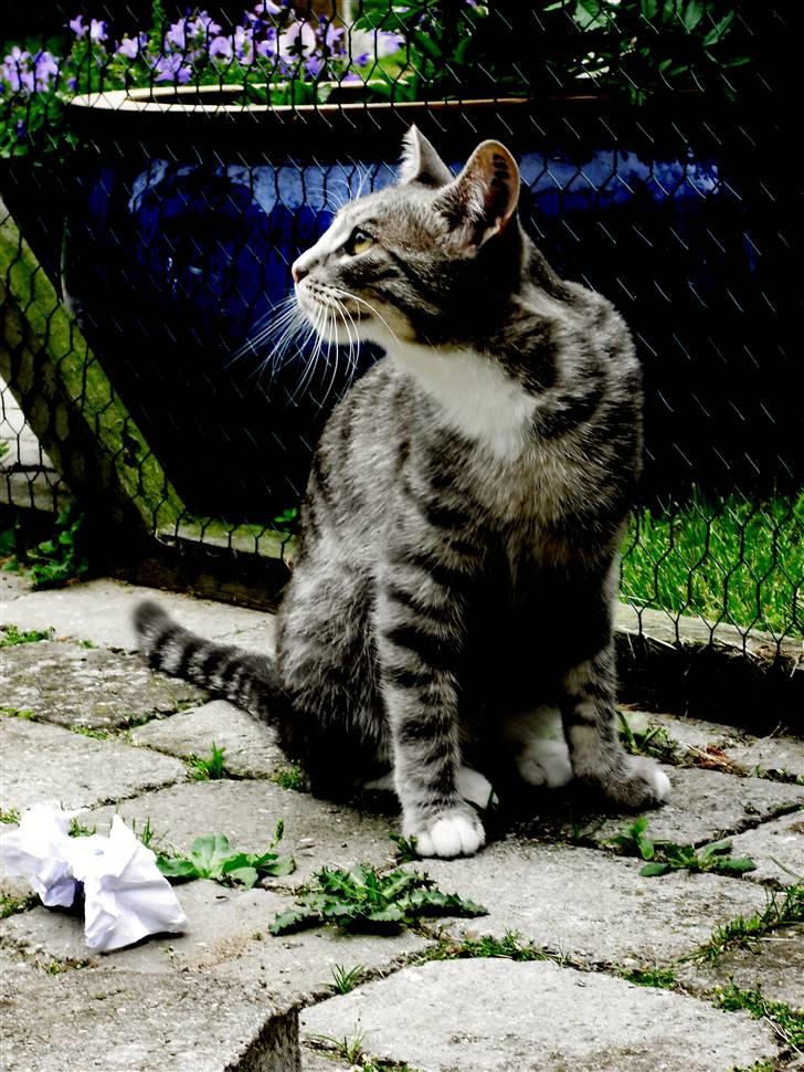 Huskat Chili billede 1