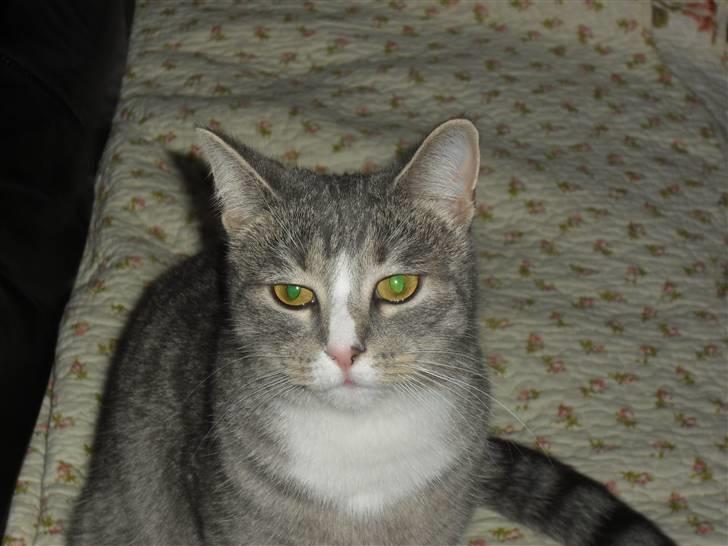 Huskat Chili billede 2