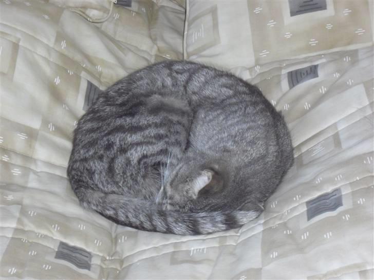 Huskat Chili billede 3