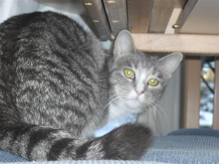 Huskat Chili billede 4