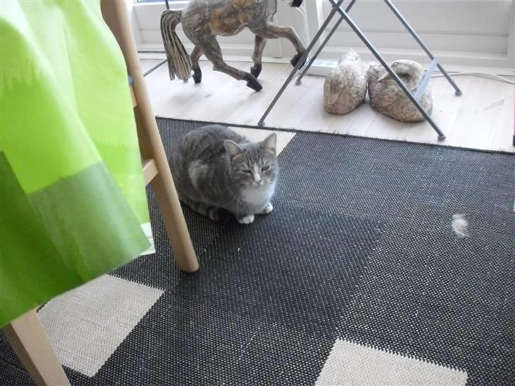 Huskat Chili billede 5