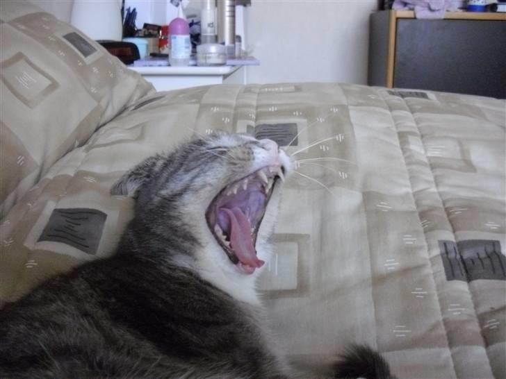 Huskat Chili billede 6