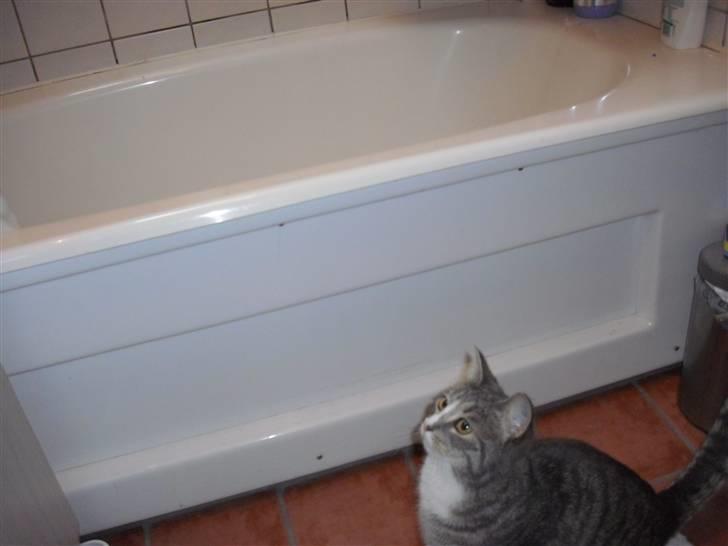 Huskat Chili billede 7