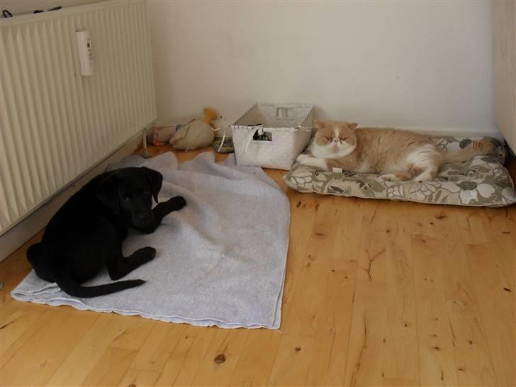 Exotic Lillemand - Så fik jeg sgu også en hund... men det betyder ikke noget, jeg er stadig Kongen... billede 1