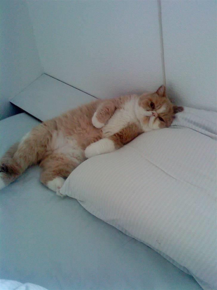 Exotic Lillemand -  Så skal vi i seng, hvor bliver du af .....?? billede 2