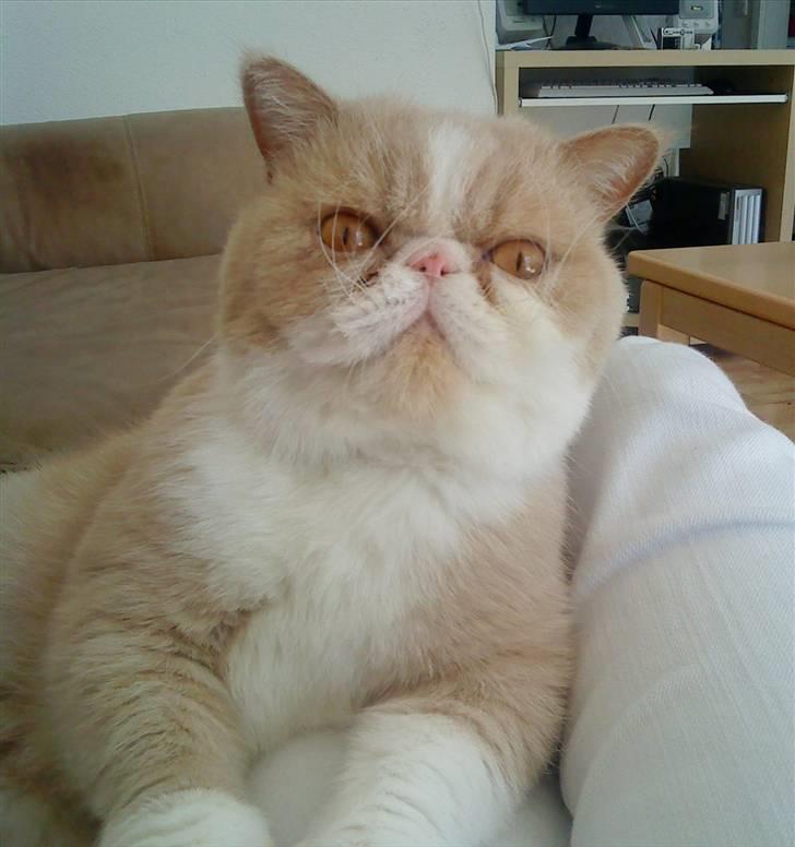 Exotic Lillemand -  Jeg ved godt, hvorfor i er så vilde med mig, jeg er jo lækker.... ! billede 3