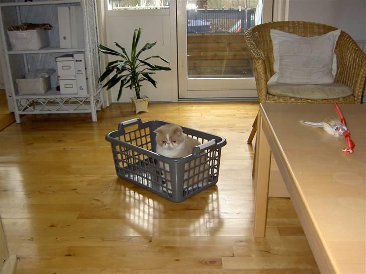 Exotic Lillemand -  Hvor i al verden er vasketøjet..?? billede 4