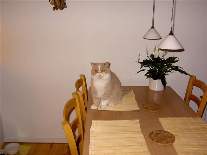 Exotic Lillemand -  Ja, jeg er klar til at spise, hvad venter vi på ? billede 5