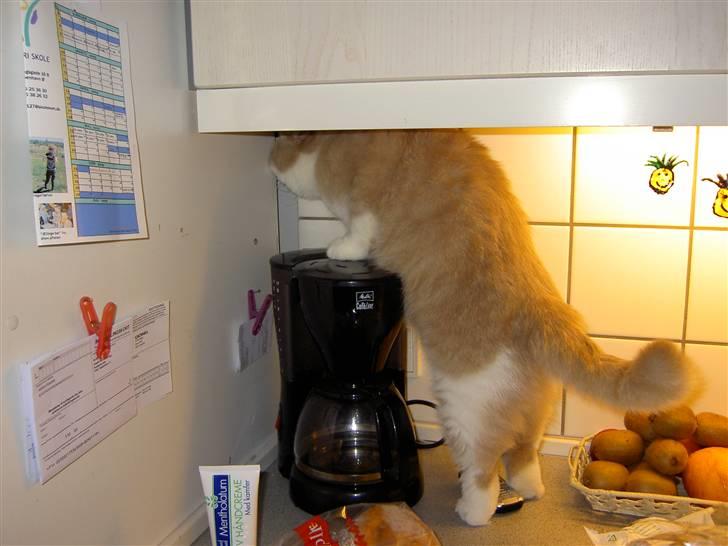 Exotic Lillemand - Hvor i al verden kommer kaffen dog fra ? billede 6