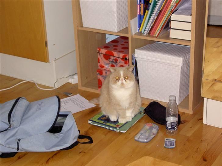 Exotic Lillemand - Lillemand på en matematikbog... ;o) billede 7