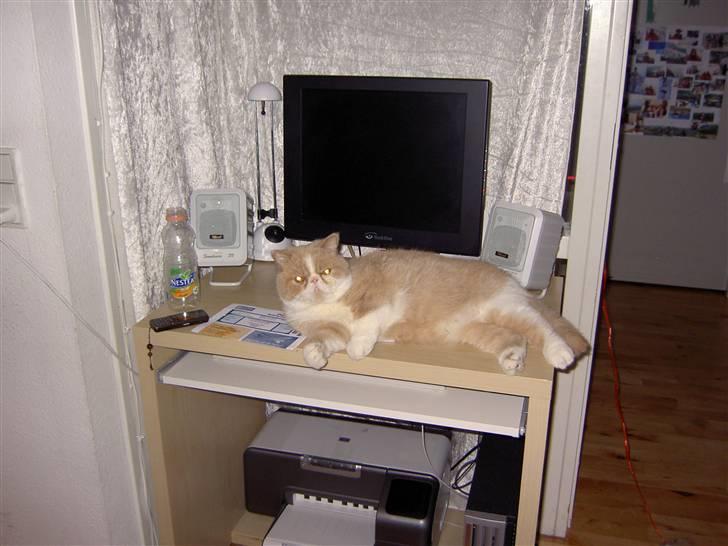 Exotic Lillemand -  Hvis man ligger her, bliver man forhåbentlig ikke overset. billede 8