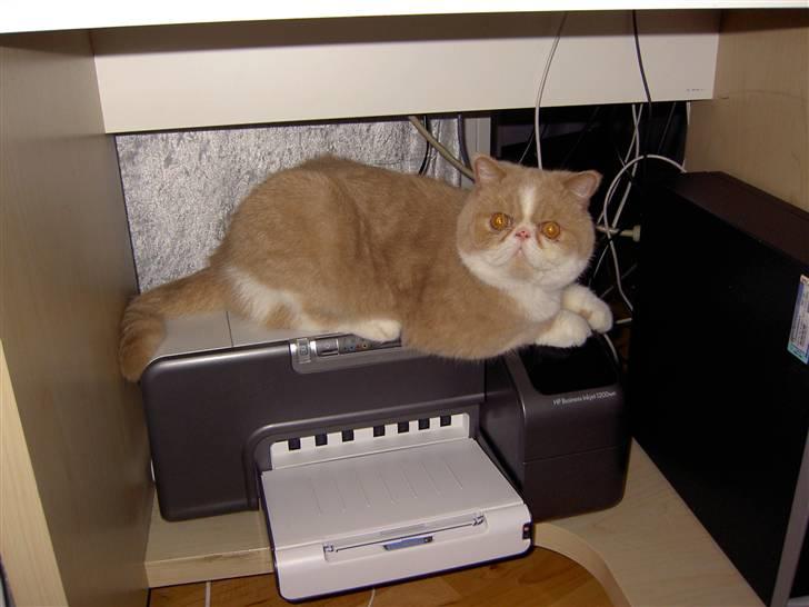 Exotic Lillemand - Printeren er lige præcis stor nok til, at der kan ligge en kat  billede 10