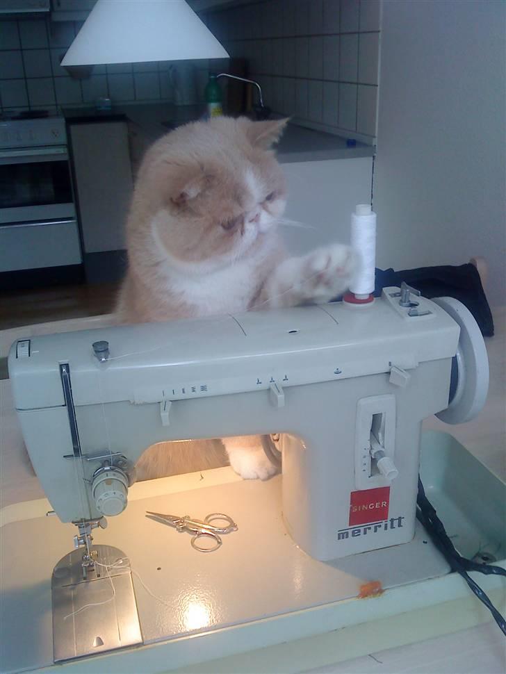 Exotic Lillemand -  Man skal passe på katten , når man syr... han er ALLE vegne... :-) billede 11