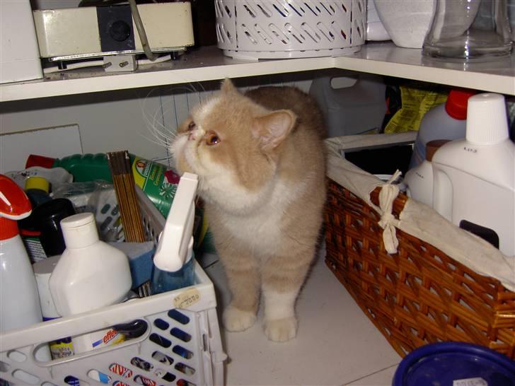 Exotic Lillemand - Det her, derimod var ok billede 12