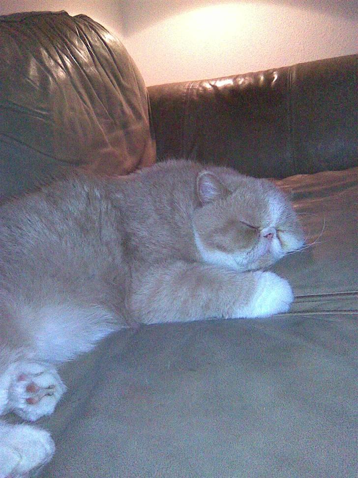 Exotic Lillemand - ER han ikke bare en lækker bamse....  billede 13