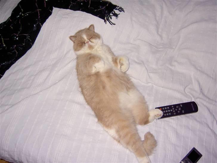 Exotic Lillemand - Hva kan man sige... total afslapning.... billede 14