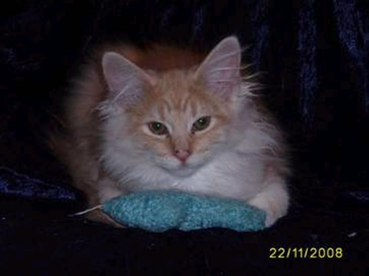 Norsk Skovkat Dk  weis Zion billede 1