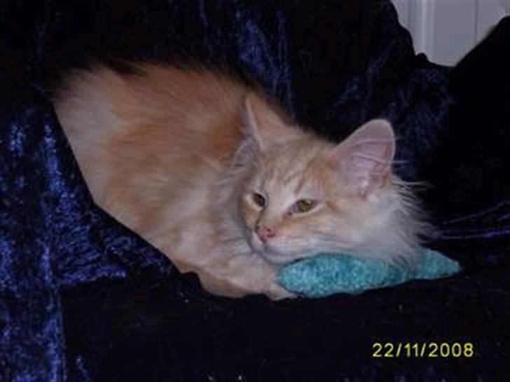 Norsk Skovkat Dk  weis Zion billede 2