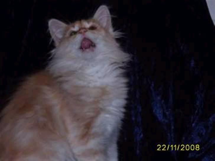 Norsk Skovkat Dk  weis Zion billede 3