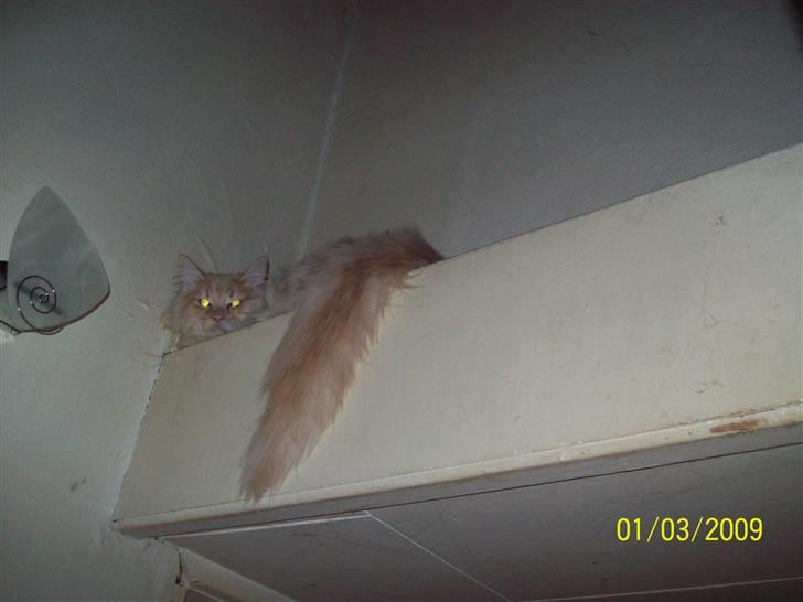 Norsk Skovkat Dk  weis Zion billede 4