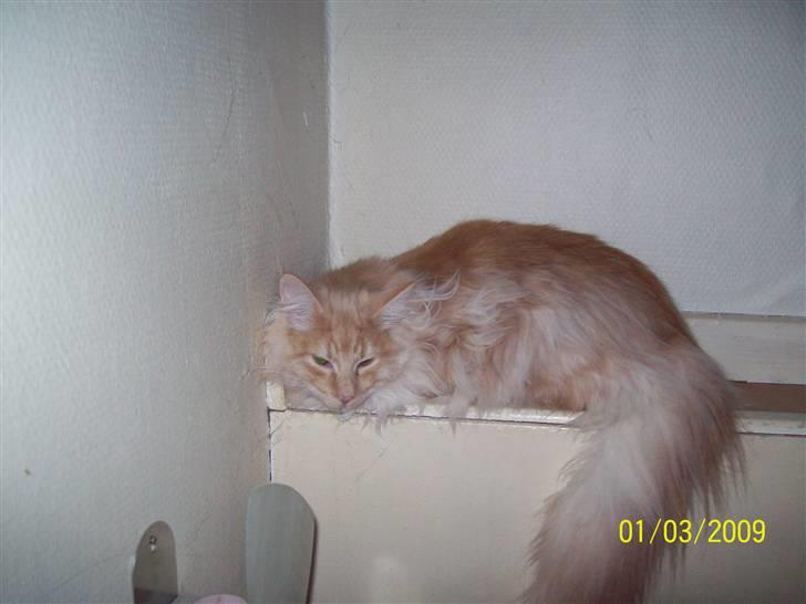 Norsk Skovkat Dk  weis Zion billede 5