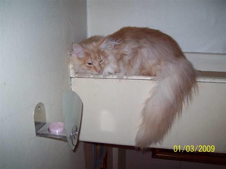 Norsk Skovkat Dk  weis Zion billede 6